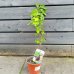 Ficus carica (Figovník jedlý) ‘OSBORN PROLIFIC’ - výška 40-60 cm, kont. C2L (-15°C) Ficus carica (Figovník jedlý) ‘OSBORN PROLIFIC’ - výška 40-60 cm, kont. C2L (-15°C)